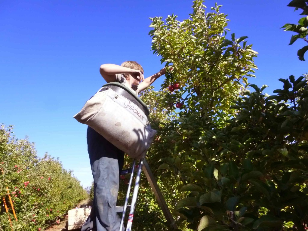 Fruit Picking en Australie