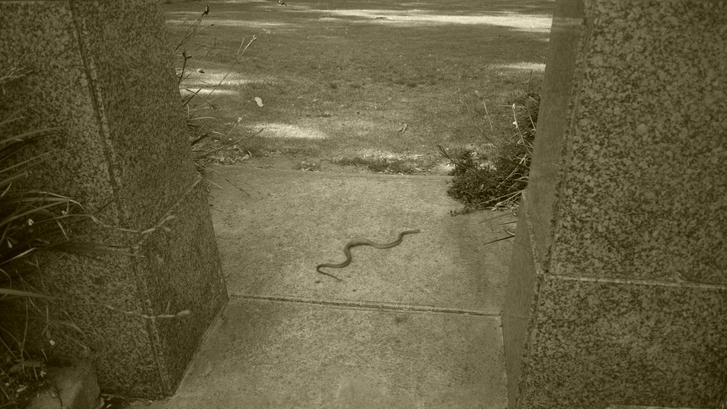 Serpent en pleine ville - Australie