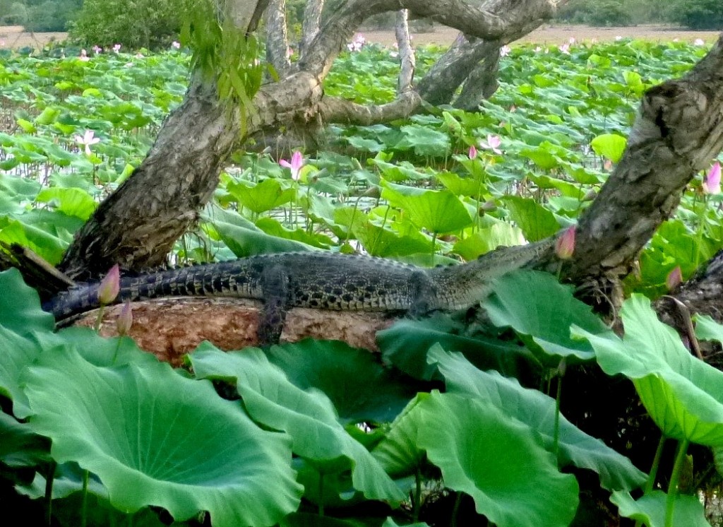 Le repos du crocodile, Australie